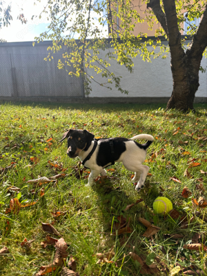 Jack Russel Welpen