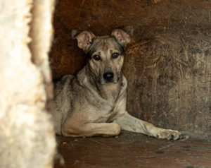 Janeiro sucht ein vertrauensvolles Zuhause.
