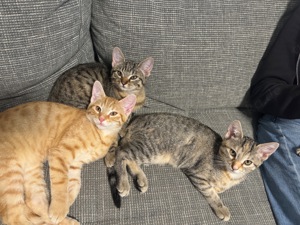 4 Kitten in liebevolle Hände 