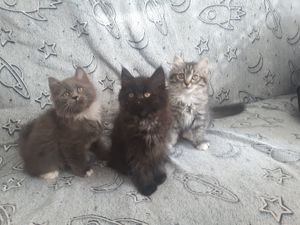 Heilige Birma Perser Mix Kitten