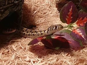 2 Thamnophis marcianus Weibchen von '23