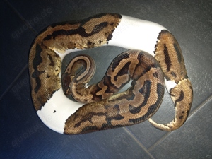 0.1 Pastel Piebald Weibchen Königspython Schlange Python 