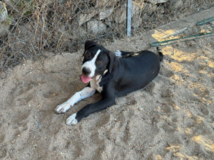 Deo sucht sein Zuhause (noch auf Sardinien)