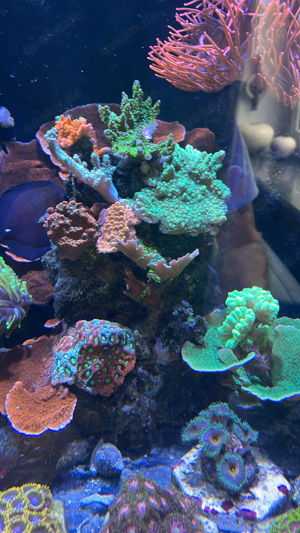 Montipora verschiedene Sorten 
