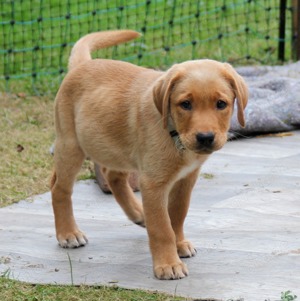 Labrador Retriever Welpen Foxred