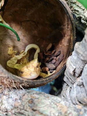 Kronengeckos adult, ein Männchen ein Weibchen Bild 2