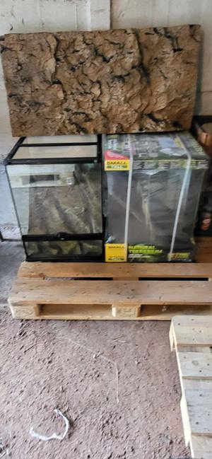 Kronengeckos adult, ein Männchen ein Weibchen Bild 3