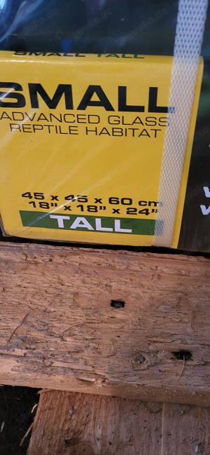 Kronengeckos adult, ein Männchen ein Weibchen Bild 4