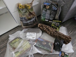 Kronengeckos adult, ein Männchen ein Weibchen Bild 6