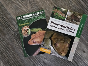 Kronengeckos adult, ein Männchen ein Weibchen Bild 5