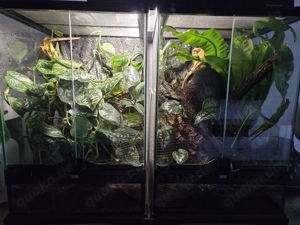 Kronengeckos adult, ein Männchen ein Weibchen Bild 7