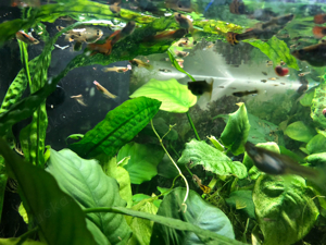 Fische Guppies zu verkaufen!