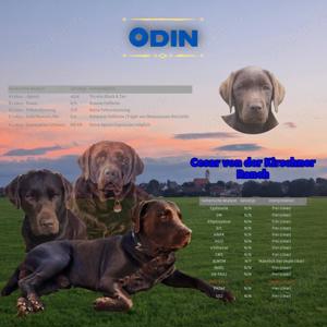 Deckrüde Labrador (bbEe - Braun trägt Gelb)