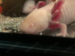 Axolotl Goldalbino zu verkaufen!