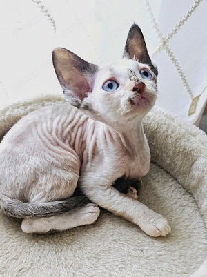 Devon Rex Kitten mit Stammbaum 