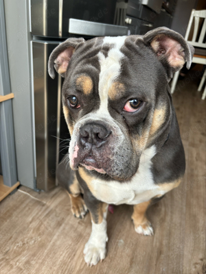 New English Bulldog deckrüde