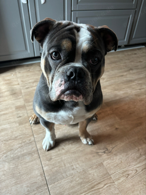 New English Bulldog deckrüde Bild 2