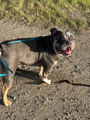 New English Bulldog deckrüde Bild 3