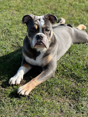 New English Bulldog deckrüde Bild 4