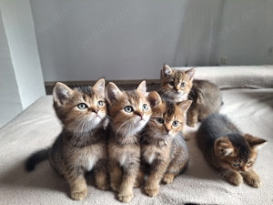 Britisch Kurzhaar Katzenbabys kitten (BKH)