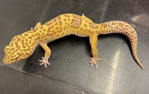 0,2 Leopardgeckos Giant Tremper Albino Halloween Mask