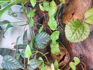 Phylobates Vittatus