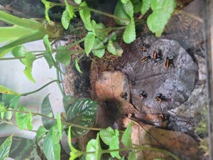 Vittatus  Goldbaumsteiger 