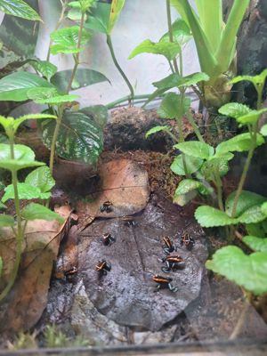 Phylobates Vittatus Bild 4