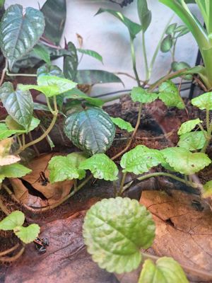 Phylobates Vittatus Bild 2