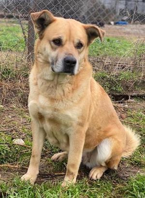 Macarena, geb. ca. 06 2019, lebt in GRIECHENLAND, im städt. Tierheim Serres 