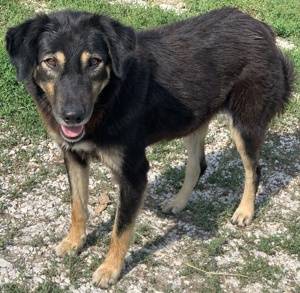 Lavinia, geb. ca. 06 2019, lebt in GRIECHENLAND, im städt. Tierheim Serres  Bild 3