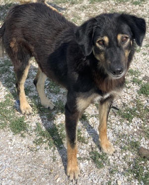 Lavinia, geb. ca. 06 2019, lebt in GRIECHENLAND, im städt. Tierheim Serres  Bild 4
