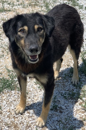 Lavinia, geb. ca. 06 2019, lebt in GRIECHENLAND, im städt. Tierheim Serres  Bild 10