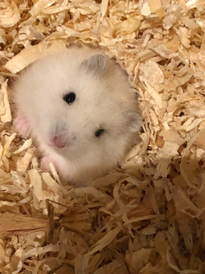 Handzahm Hamster sucht neues zuhaus