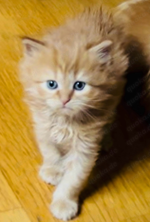  Maine Coon Katzenbabys