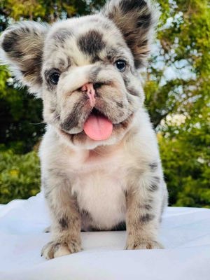 flauschiger französischer Bulldoggenwelpe aus Spanien