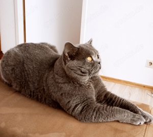 Reinrassige BKH Deckkater
