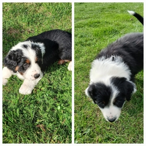 Australian shepherd Welpen 