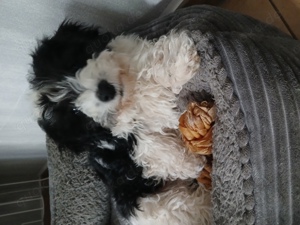 Havaneser &Coton de Tulear Mischlinge 