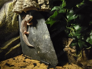 Leopardgecko mit oder ohne Terrarium