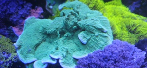 Montipora Meerwasser Koralle