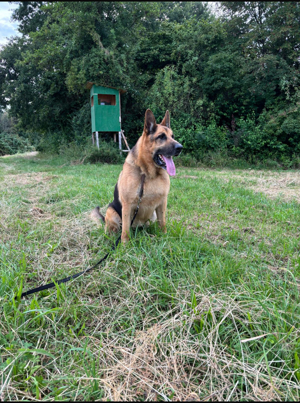 Deutscher Schäferhund 