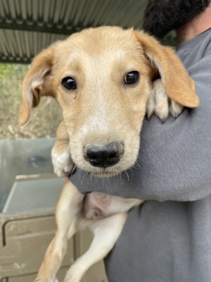  Chicago, geb. ca. 07 2023, lebt in GRIECHENLAND, auf einer privaten Pflegestelle