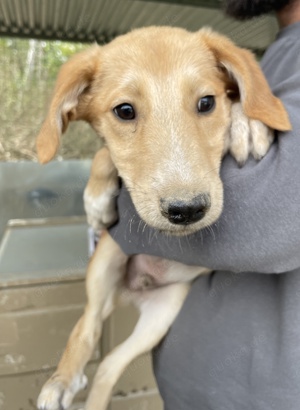  Chicago, geb. ca. 07 2023, lebt in GRIECHENLAND, auf einer privaten Pflegestelle