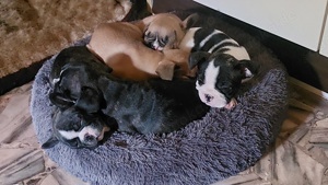 9 süsse französische Bulldoggen suchen Dosenöffner 