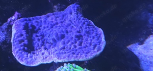 Tubinaria Reniformis gelbe Kelchkoralle 