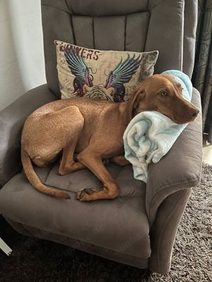 Magyar Vizsla