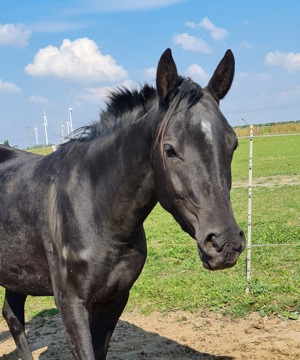 Vollblutaraber Rappstute homozygot russisch 