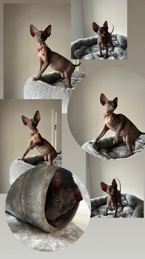 Canadian Sphynx Kitten mit Stammbaum 