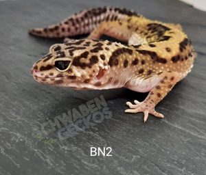 Leopardgecko Weibchen aus 2022 und 2023